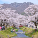 子供を連れて行きたくなるお花見スポット!猪苗代 観音寺川の桜