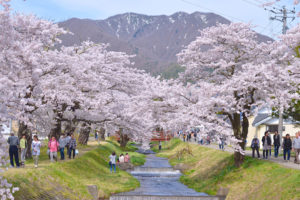 子供を連れて行きたくなるお花見スポット!猪苗代 観音寺川の桜
