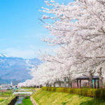 2018 福島の桜 満開に！