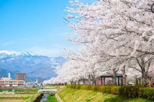 2018 福島の桜 満開に!