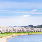 【福島の桜開花】春らしいこどもと桜の写真。お花見に出かけよう