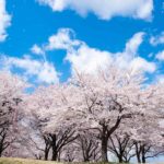 荒川桜づつみ公園にお花見ポートレート撮影をしてきました。