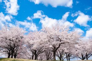 荒川桜づつみ公園にお花見ポートレート撮影をしてきました。
