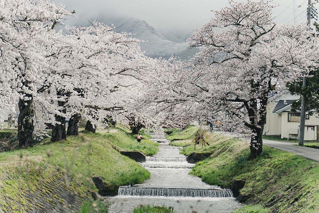 観音寺川2019 雪