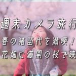 【週末カメラ旅行】春の猪苗代を満喫！菜の花畑に満開の桜で映える