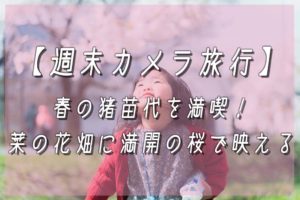 【週末カメラ旅行】春の猪苗代を満喫！菜の花畑に満開の桜で映える