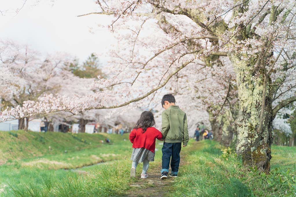 観音寺川　子ども　桜