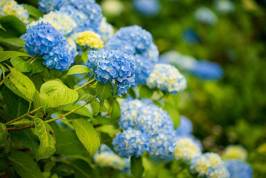 土合舘公園の紫陽花