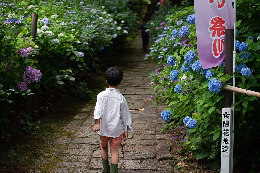 紫陽花参道 山形