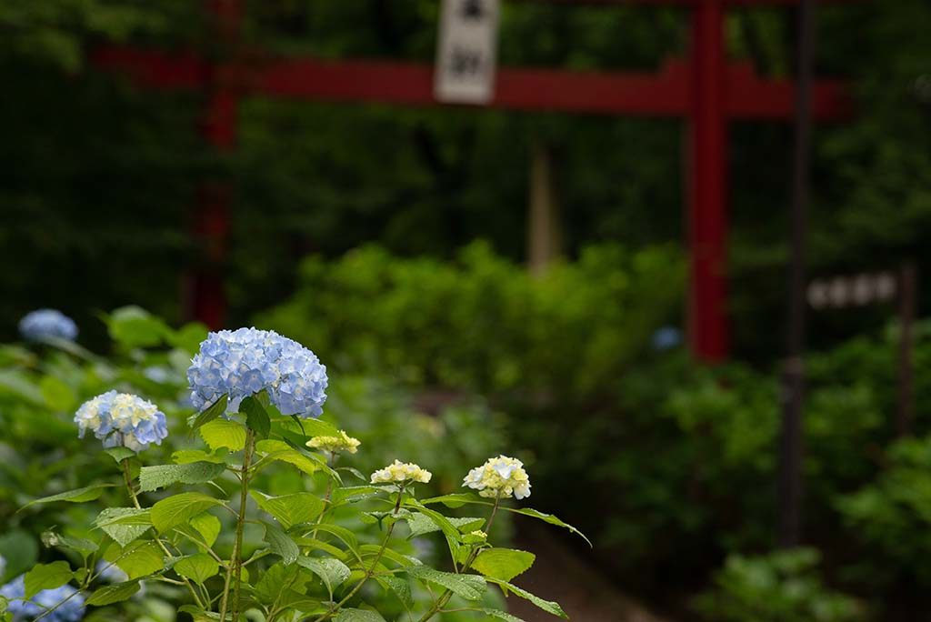 土合舘公園の紫陽花