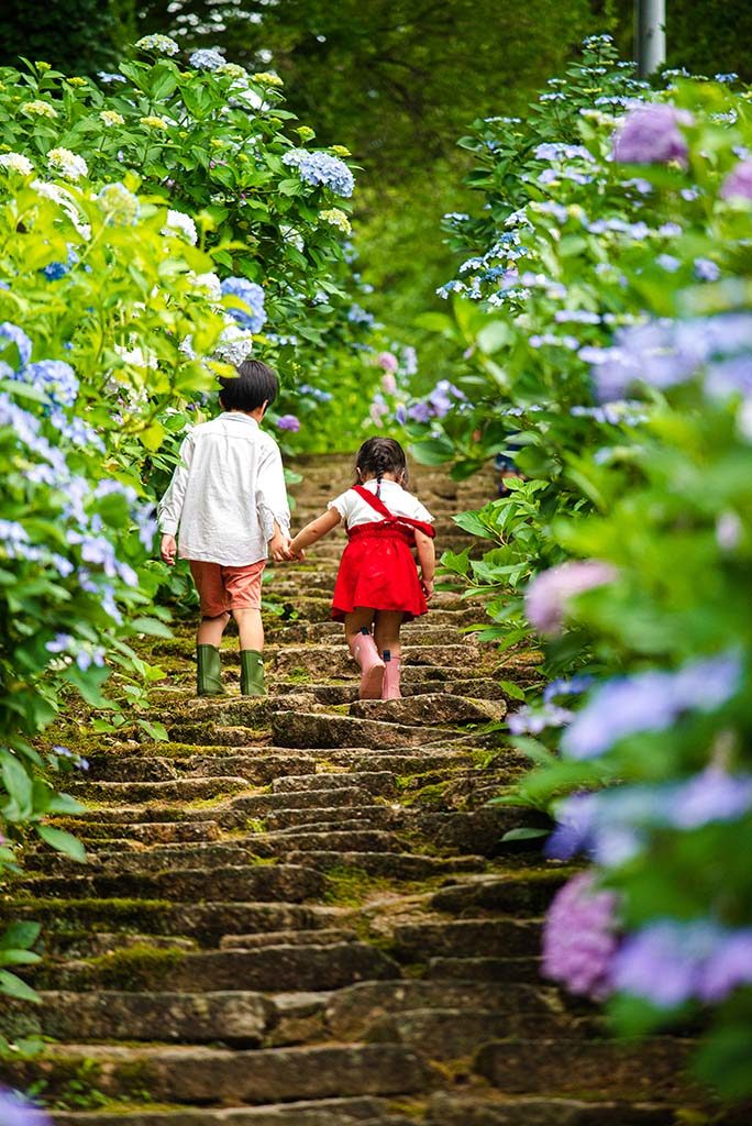 紫陽花参道