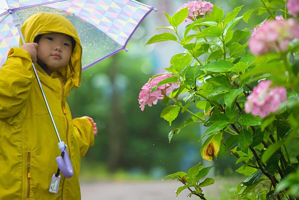 雨のしばたの紫陽花
