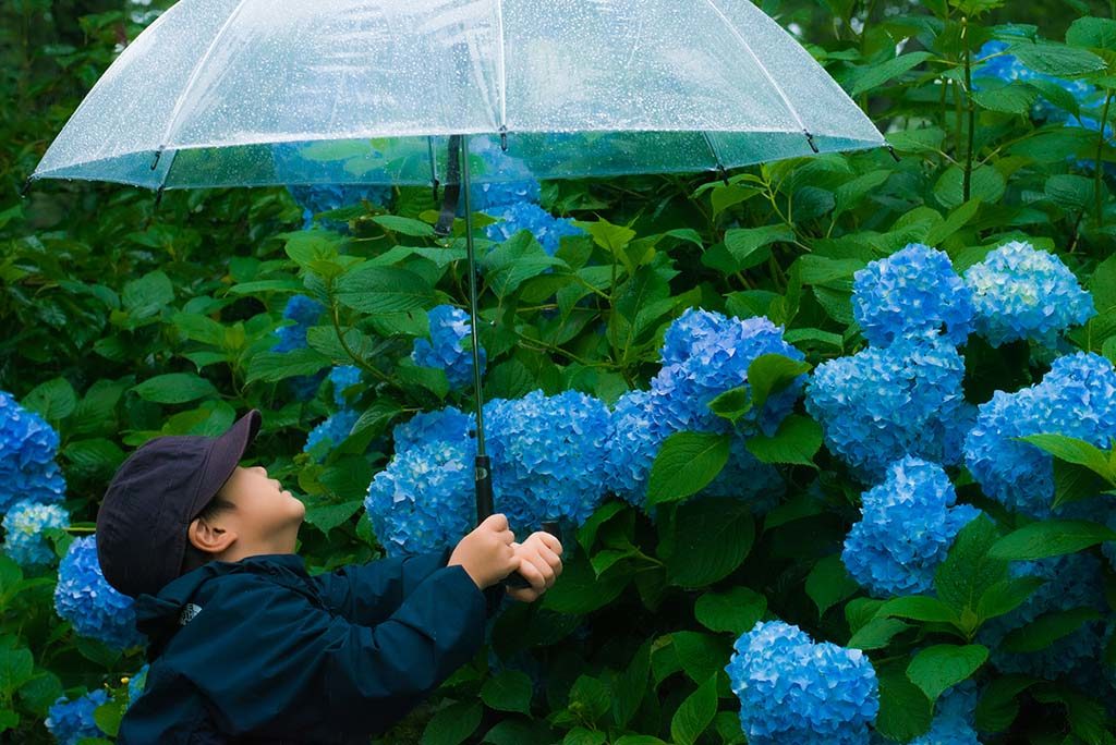 しばたの紫陽花