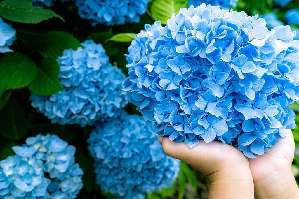 梅雨を楽しまないと損します 雨の紫陽花は最高です In福島周辺