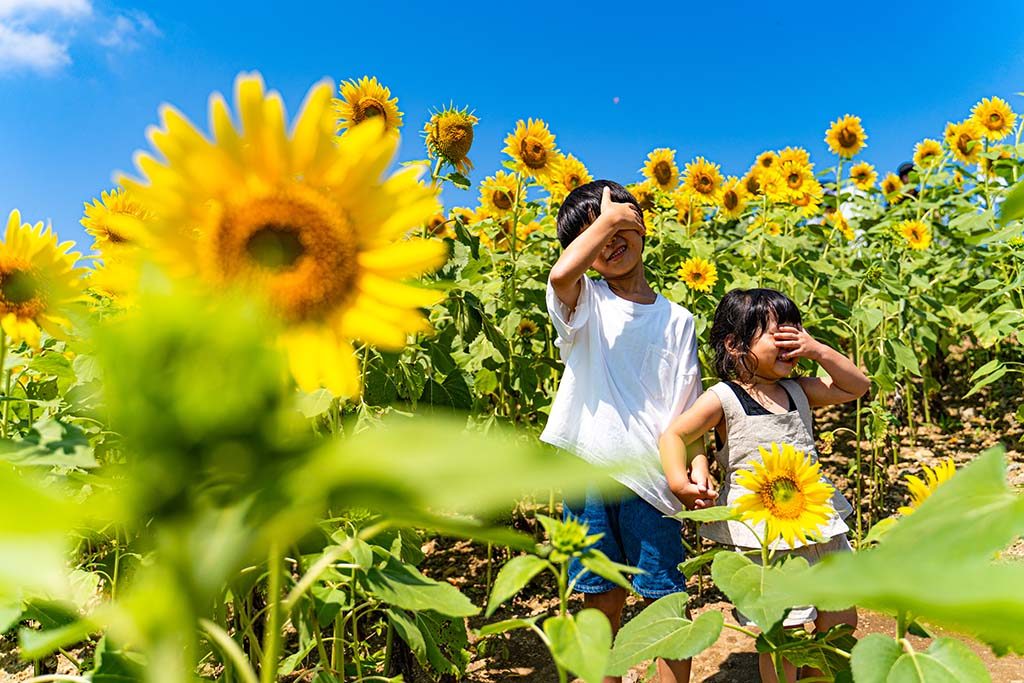 福島】夏のおすすめ観光スポット!三ノ倉高原ひまわり畑レビュー