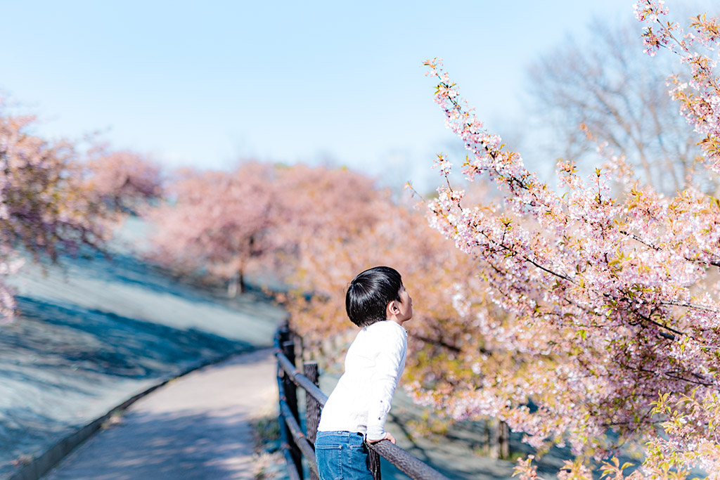 【福島の春】早咲きの河津桜！いわきで一足先に春を満喫